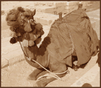 Vilande kamel i öknen i Egypten